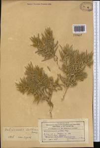 Halimocnemis mollissima Bunge, Middle Asia, Syr-Darian deserts & Kyzylkum (M7) (Uzbekistan)