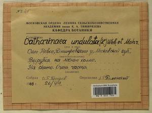 Atrichum undulatum (Hedw.) P. Beauv., Bryophytes, Bryophytes - Moscow City & Moscow Oblast (B6a) (Russia)