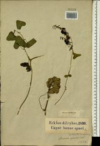 Dioscorea sylvatica Eckl., Africa (AFR) (South Africa)
