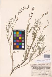 Astragalus varius S.G.Gmel., Eastern Europe, Eastern region (E10) (Russia)