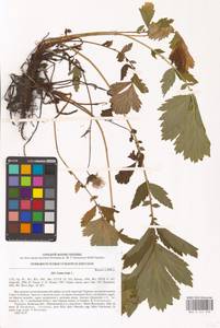 Geum rivale L., Eastern Europe, North Ukrainian region (E11) (Ukraine)