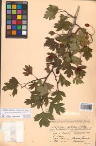 Crataegus ambigua C. A. Mey. ex A. K. Becker, Eastern Europe, Lower Volga region (E9) (Russia)