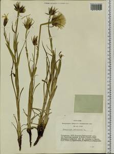 Tragopogon orientalis L., Siberia, Altai & Sayany Mountains (S2) (Russia)