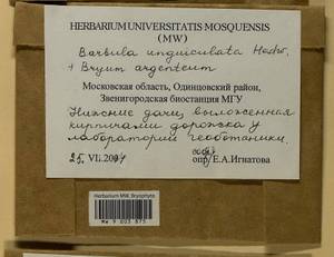 Barbula unguiculata Hedw., Bryophytes, Bryophytes - Moscow City & Moscow Oblast (B6a) (Russia)