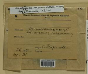 Hamatocaulis vernicosus (Mitt.) Hedenäs, Bryophytes, Bryophytes - Middle Russia (B6) (Russia)