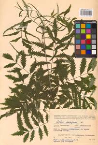 Sorbus aucuparia L., Eastern Europe, Western region (E3) (Russia)