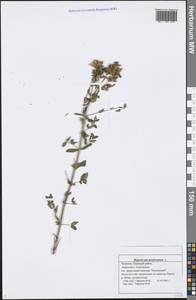 Hypericum perforatum L., Eastern Europe, Middle Volga region (E8) (Russia)