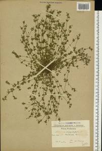Arenaria serpyllifolia L., Eastern Europe, South Ukrainian region (E12) (Ukraine)