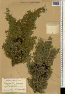 Juniperus communis var. saxatilis Pall., Caucasus, Armenia (K5) (Armenia)