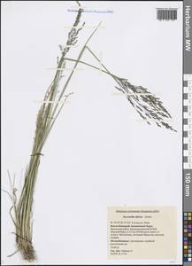Puccinellia sibirica Holmb., Siberia, Western Siberia (S1) (Russia)