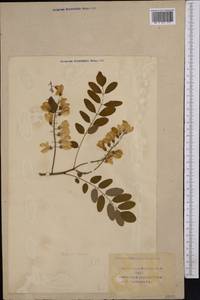Robinia viscosa Vent., Middle Asia, Syr-Darian deserts & Kyzylkum (M7) (Uzbekistan)