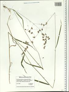 Melica turczaninowiana Ohwi, Siberia, Baikal & Transbaikal region (S4) (Russia)