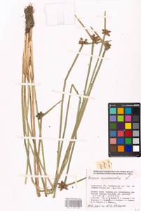 Schoenoplectiella mucronata (L.) J.Jung & H.K.Choi, Eastern Europe, Lower Volga region (E9) (Russia)