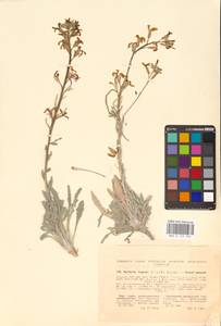 Matthiola fragrans (Fisch.) Bunge, Eastern Europe, North Ukrainian region (E11) (Ukraine)
