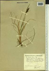 Carex aquatilis var. minor Boott, Siberia, Yakutia (S5) (Russia)