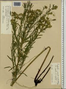 Euphorbia saratoi Ardoino, Eastern Europe, Lower Volga region (E9) (Russia)