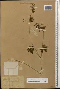 Geranium pyrenaicum Burm. f., Caucasus, Stavropol Krai, Karachay-Cherkessia & Kabardino-Balkaria (K1b) (Russia)