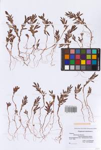 Polygonum maritimum L., Eastern Europe, South Ukrainian region (E12) (Ukraine)