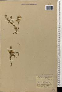 Astragalus fragrans Willd., Caucasus, Armenia (K5) (Armenia)