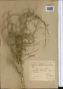 Convolvulus erinaceus Ledeb., Middle Asia, Syr-Darian deserts & Kyzylkum (M7) (Uzbekistan)