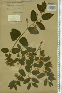 Lonicera tatarica L., Eastern Europe, Central forest-and-steppe region (E6) (Russia)