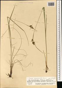 Carex hancockiana Maxim., Mongolia (MONG) (Mongolia)