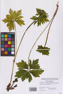 Trollius europaeus L., Eastern Europe, Central region (E4) (Russia)