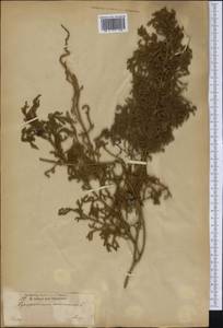 Palhinhaea cernua (L.) Vasc. & Franco, America (AMER) (Haiti)