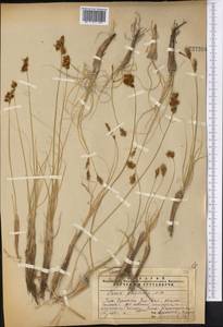 Carex physodes M.Bieb., Middle Asia, Syr-Darian deserts & Kyzylkum (M7) (Uzbekistan)