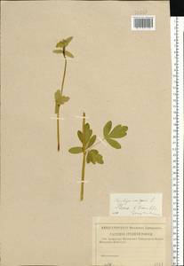 Aquilegia vulgaris L., Eastern Europe, Central region (E4) (Russia)