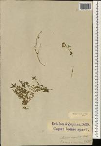 Lobelia jasionoides (A.DC.) E.Wimm., Africa (AFR) (South Africa)