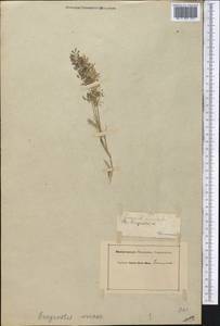 Eragrostis minor Host, Middle Asia, Kopet Dag, Badkhyz, Small & Great Balkhan (M1) (Turkmenistan)