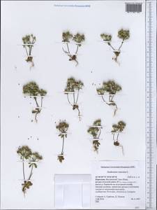 Androsace maxima L., Middle Asia, Northern & Central Tian Shan (M4) (Kyrgyzstan)