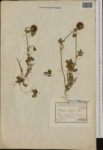 Trifolium hirtum All., Western Europe (EUR) (Bulgaria)