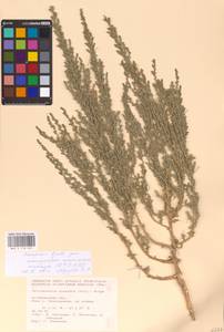 Petrosimonia monandra (Pall.) Bunge, Eastern Europe, Lower Volga region (E9) (Russia)