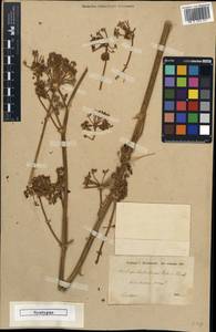 Ferulago carduchorum Boiss. & Hausskn., South Asia, South Asia (Asia outside ex-Soviet states and Mongolia) (ASIA) (Iran)