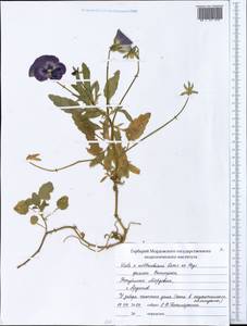 Viola ×wittrockiana Gams, Eastern Europe, Middle Volga region (E8) (Russia)