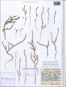 Ofaiston monandrum (Pall.) Moq., Middle Asia, Caspian Ustyurt & Northern Aralia (M8) (Kazakhstan)