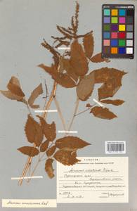 Aruncus dioicus (Walter) Fernald, Siberia, Russian Far East (S6) (Russia)