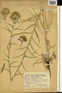Carlina vulgaris L., Eastern Europe, Central forest-and-steppe region (E6) (Russia)