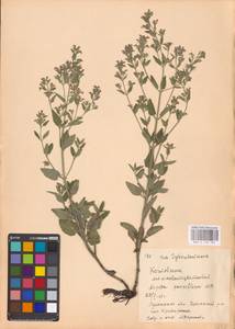 MHA 0 155 704, Nepeta ucranica subsp. parviflora (M.Bieb.) M.Masclans de Bolos, Eastern Europe, North Ukrainian region (E11) (Ukraine)