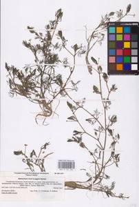 Ranunculus rionii Lagger, Eastern Europe, Lower Volga region (E9) (Russia)