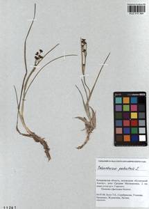 Scheuchzeria palustris L., Siberia, Altai & Sayany Mountains (S2) (Russia)