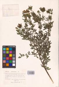 Chamaecytisus austriacus (L.) Link, Eastern Europe, South Ukrainian region (E12) (Ukraine)