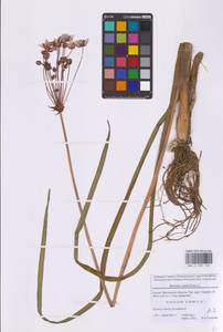 Butomus umbellatus L., Eastern Europe, Moscow region (E4a) (Russia)