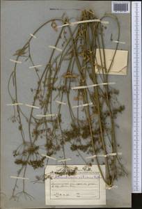 Petroselinum crispum (Mill.) Fuss, Middle Asia, Northern & Central Tian Shan (M4) (Kazakhstan)