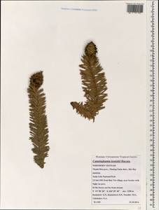 Cunninghamia konishii Hayata, South Asia, South Asia (Asia outside ex-Soviet states and Mongolia) (ASIA) (Vietnam)