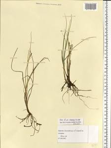 Carex livida (Wahlenb.) Willd., Eastern Europe, Northern region (E1) (Russia)