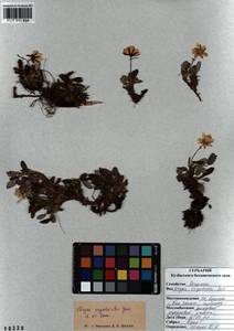 Dryas octopetala subsp. oxyodonta (Juz.) Hultén, Siberia, Altai & Sayany Mountains (S2) (Russia)