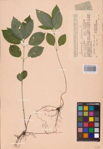 Mercurialis perennis L., Eastern Europe, Western region (E3) (Russia)